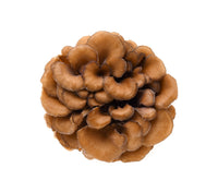 Maitake