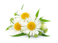 Chamomile