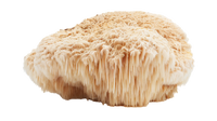 Lion's Mane