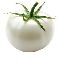 Solanum lycopersicum (White Tomato)