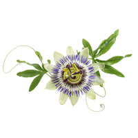 Passionflower